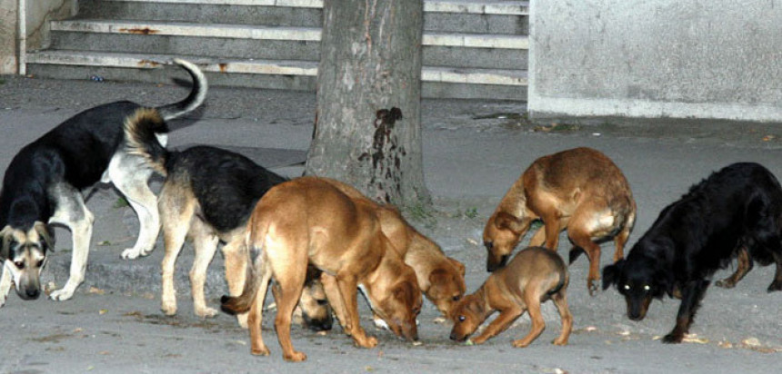 Пас угризао дјевојчицу испред “Боске”