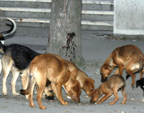 Pas ugrizao djevojčicu ispred “Boske”