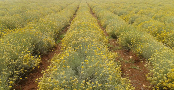 Jeftino smilje miriše na protest