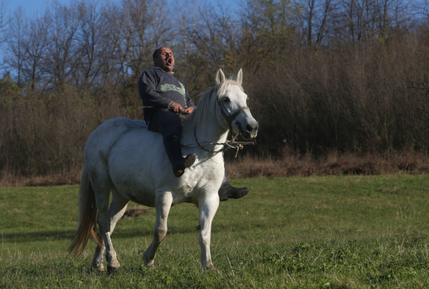 Mariću, dođi da pečemo vola