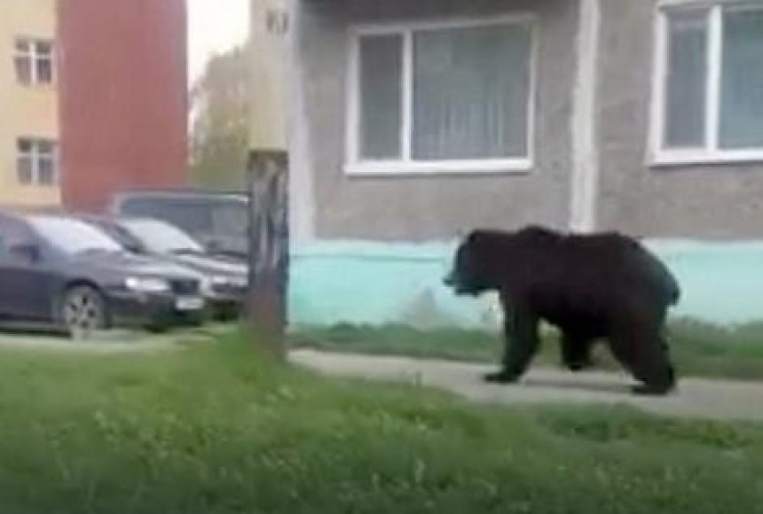 Medvjed na ulazu u Banjaluku