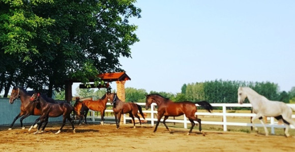 Zašto je jahanje dobro za zdravlje?