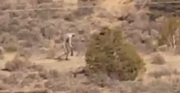 Šok u Portugalu: Snimljena čupakabra!? 