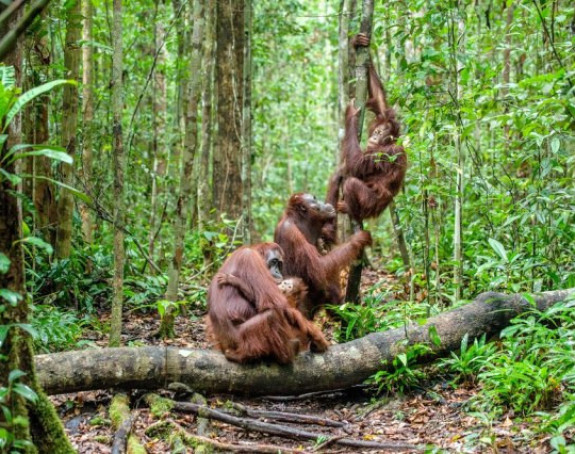 Sa lica zemlje nestalo više od 50 odsto životinja