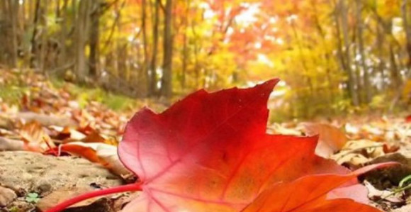 Najviša dnevna temperatura do 25