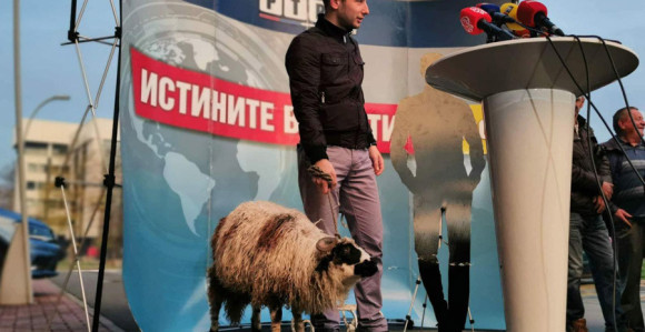Jagnje spašeno od predizbornog "masakra" SNSD-a