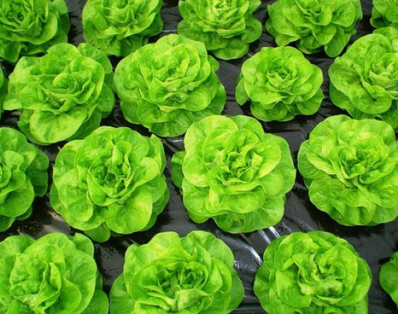 Za okolinu, zelena salata je gora od slanine