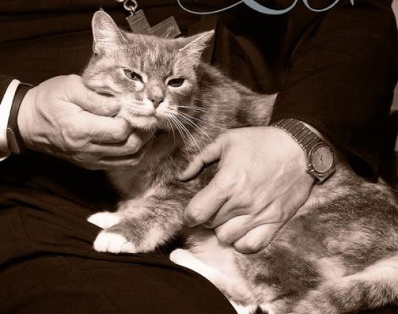 Popovi i mačke na kalendaru!