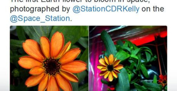 Prvi cvijet u svemiru