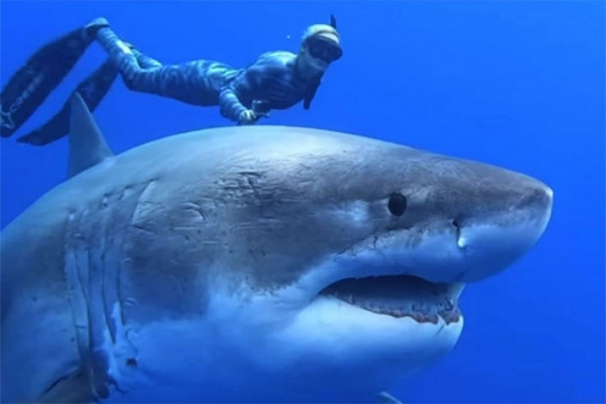 Сусрет ронилаца и највеће ајкуле