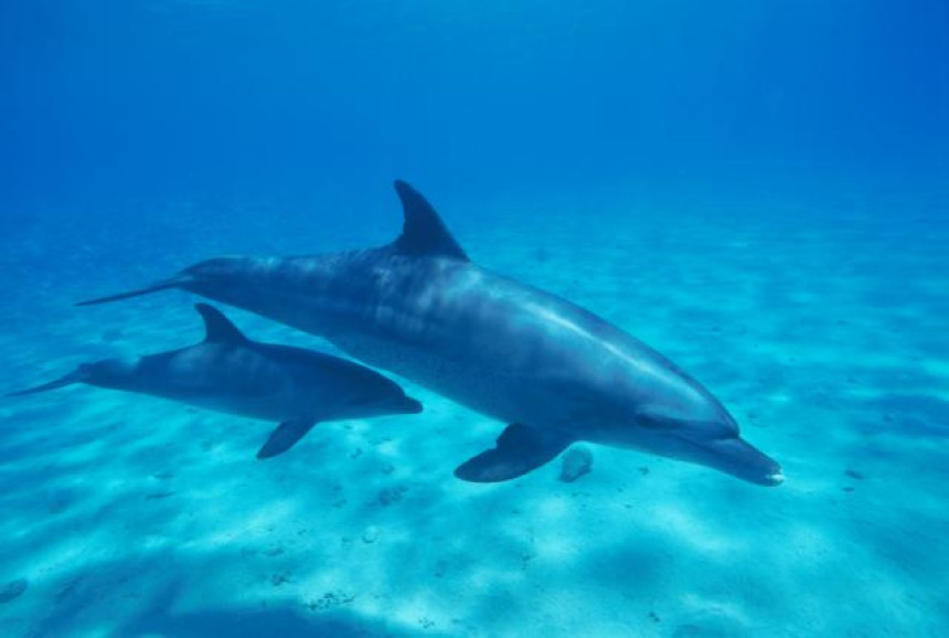 Turisti ubili mladunče delfina zbog selfija