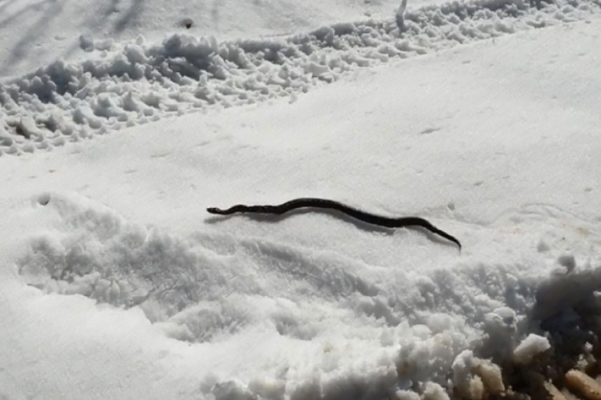Neobično: Zmija izašla na snijeg