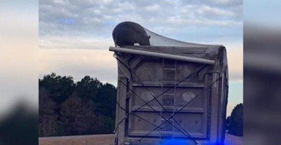 Medo zaglavljen u kamionu za smeće