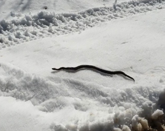Необично: Змија изашла на снијег