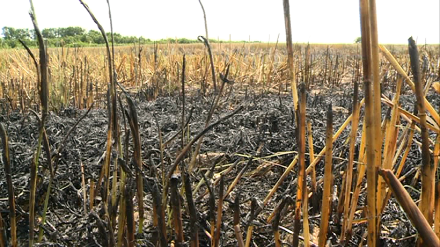Bijeljina: Na poljima ječma izbio požar