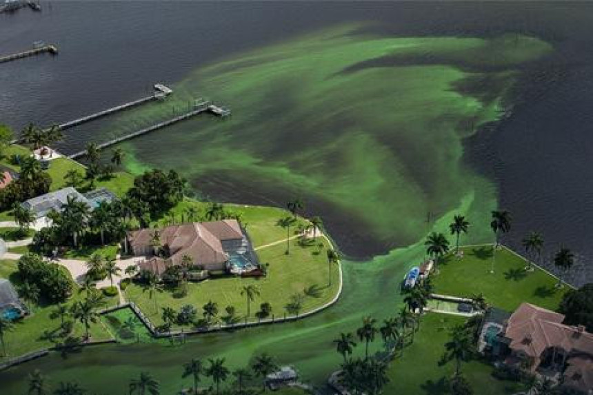 Токсичне алге гутају обале Флориде