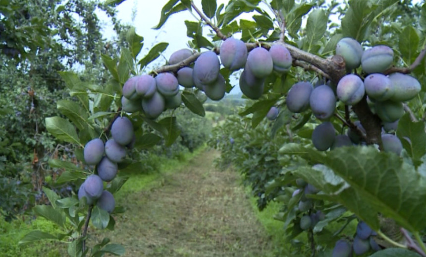Zabrinuti zbog dobrog roda šljive