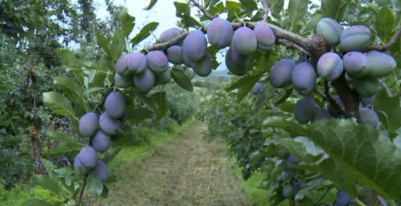 Zabrinuti zbog dobrog roda šljive