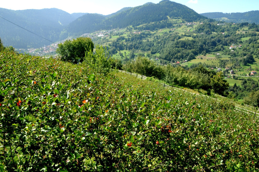 Aronija rodila ali nema kupca 