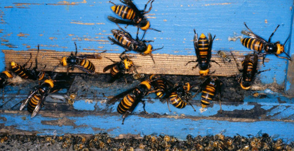 Roj stršljenova napao djecu 