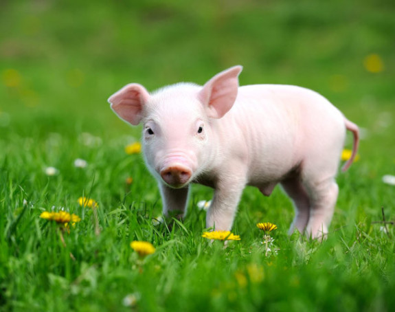 U Kini rođeno prase sa tri oka i dva nosa