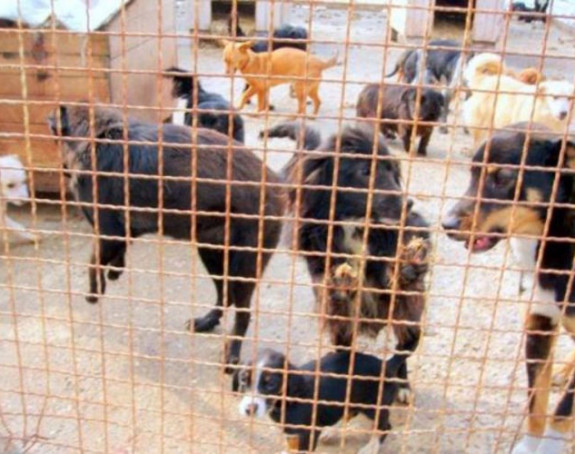 Prijedor: Ukradeno 67 pasa iz azila