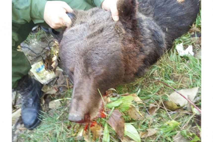 BL: Ubili zaštićenu vrstu medvjeda