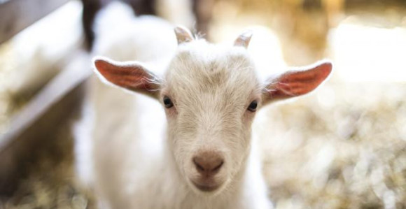 Koze joj donijele milion dolara preko noći!