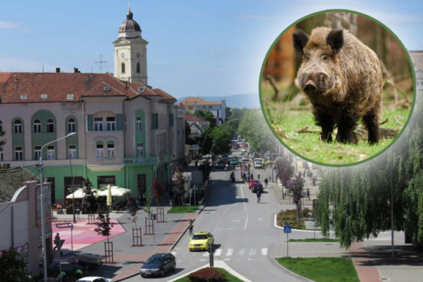 Strah u Šapcu: Vepar u centru