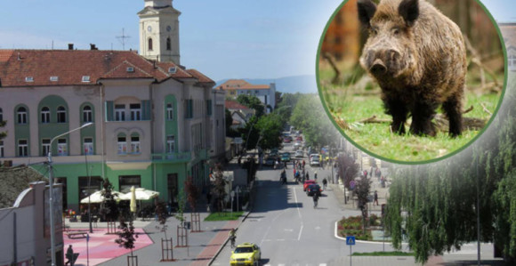 Strah u Šapcu: Vepar u centru