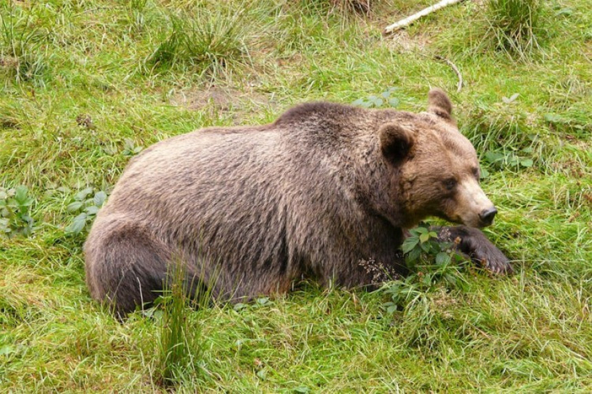 Црна Гора: Пет ловаца ухапшено због медвједа  