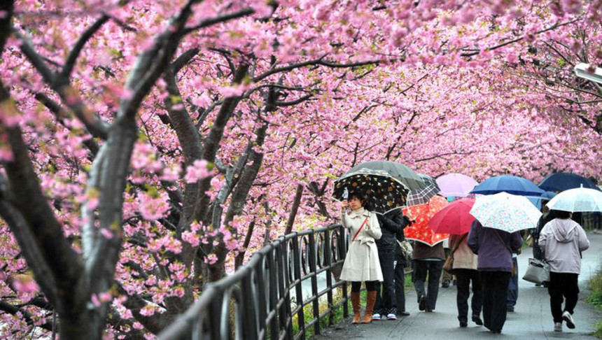 Трешње у Токију означиле долазак прољећа