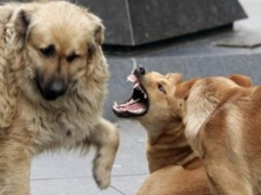 Бањалука: Шест паса изуједало жену