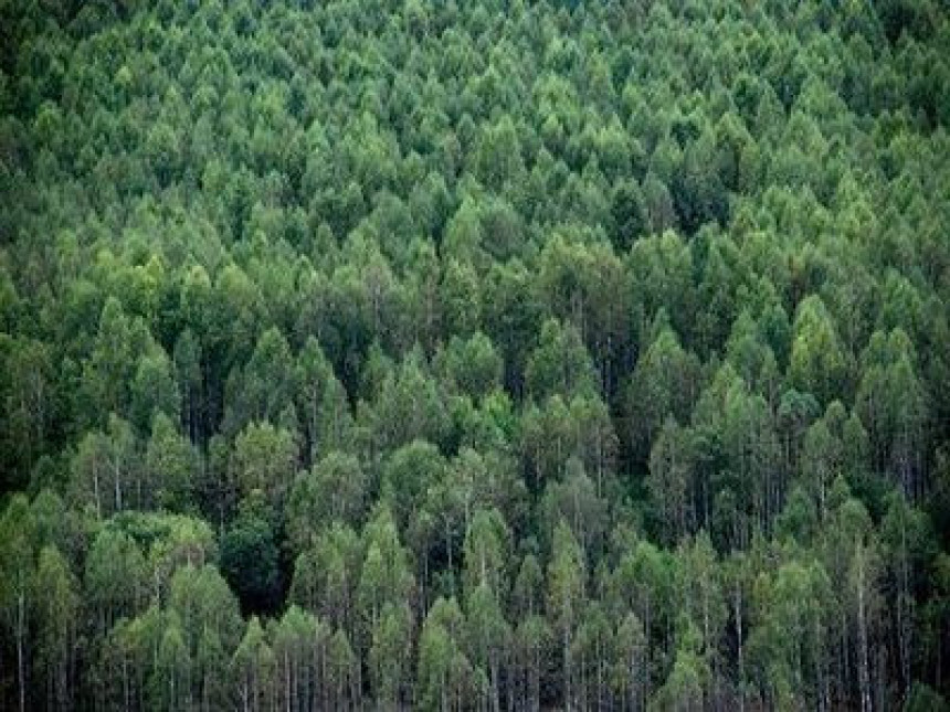 Пљачком шума су куповани гласови СНСД