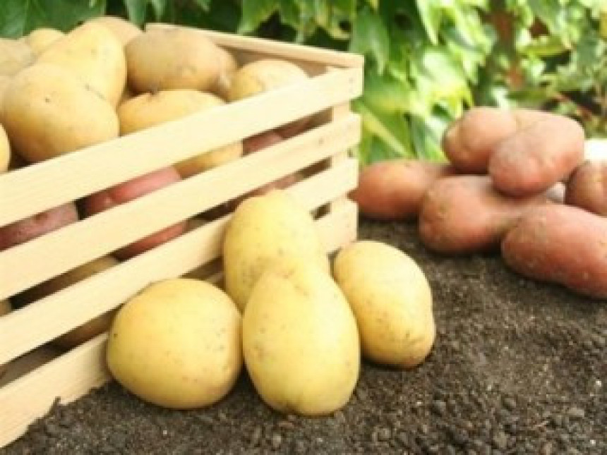 Bijeljinac pokušao uvoz zaraženog krompira