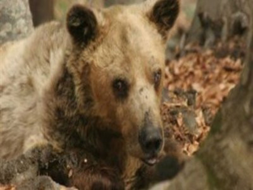 Preminuo najstariji medvjed na svijetu