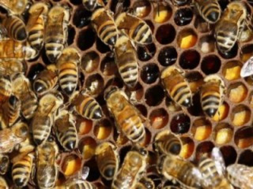 U kutiji roletne roj pčela napravio 20 kg meda