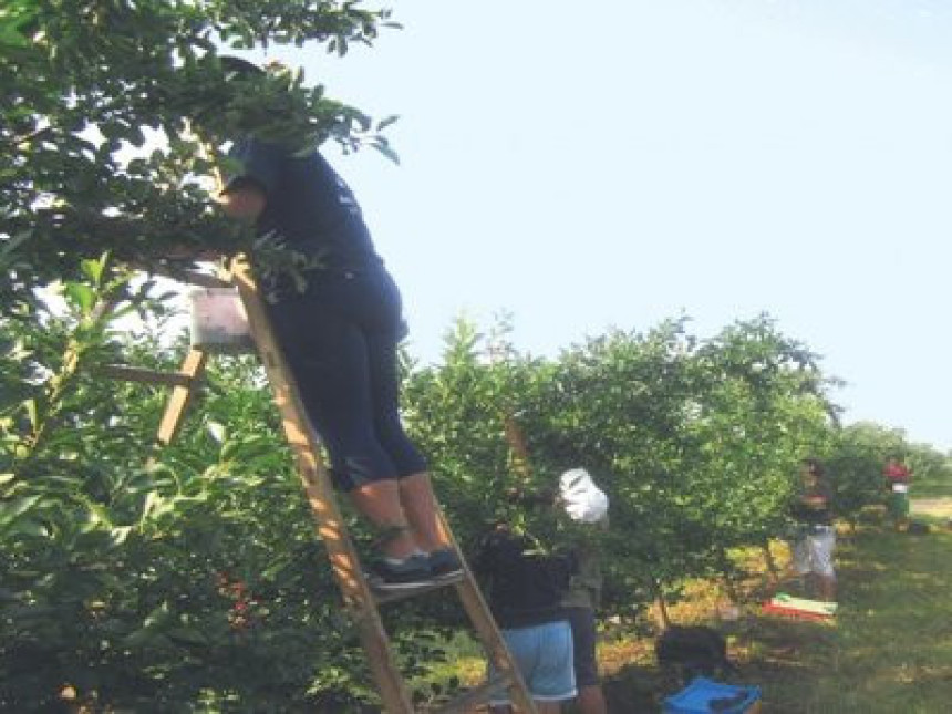 Tokom berbe višanja umrla dva radnika