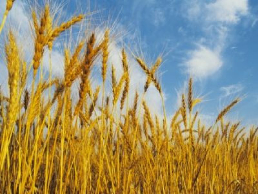 Srpska i ove godine uvozi pšenicu