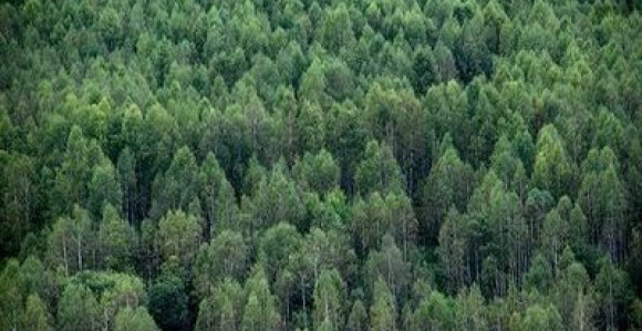Zakon o šumama - moguće radikalne mjere