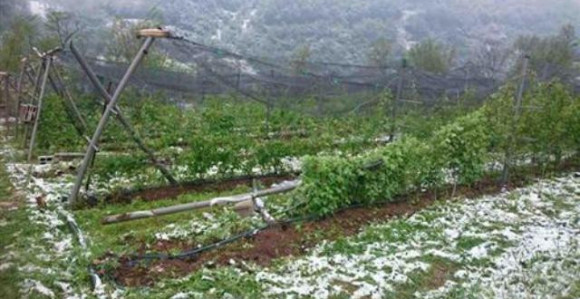 Velika šteta na malinjacima!