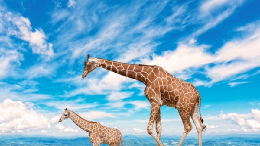 Zašto žirafe imaju dugačke vratove