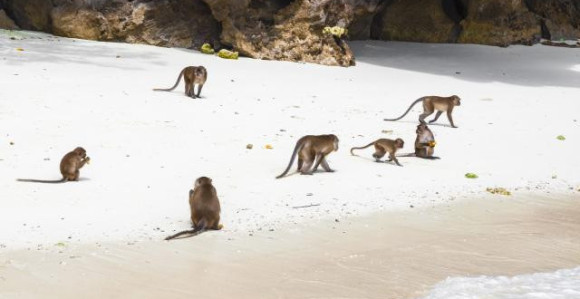 Plaža gdje vas dočekuju majmuni
