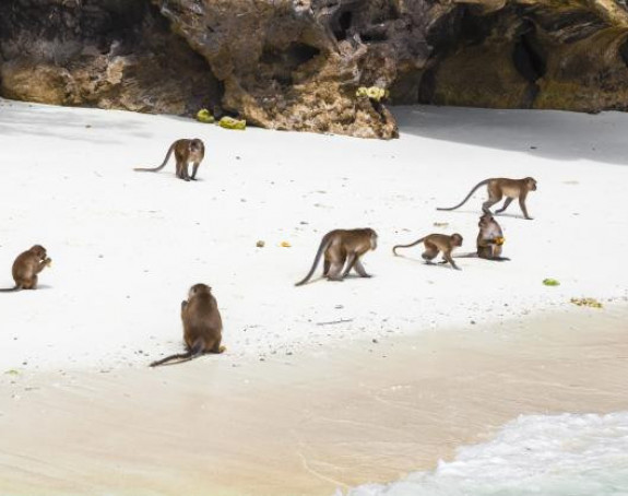 Plaža gdje vas dočekuju majmuni