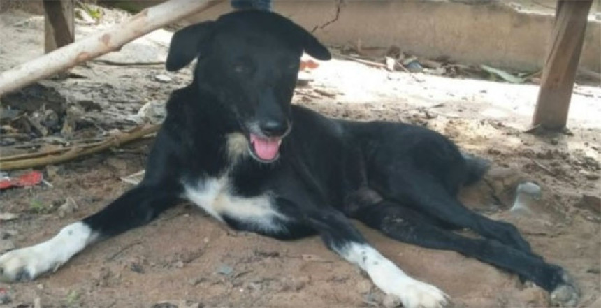 Pas spasio život zakopanoj bebi 