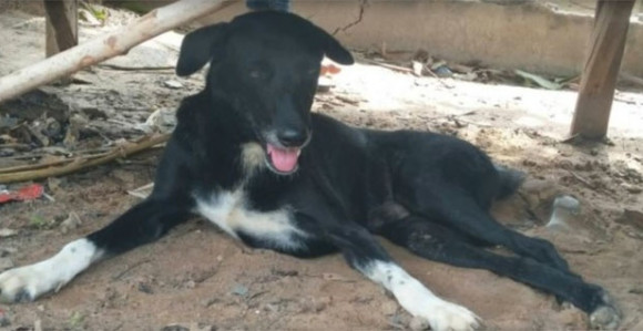 Pas spasio život zakopanoj bebi 