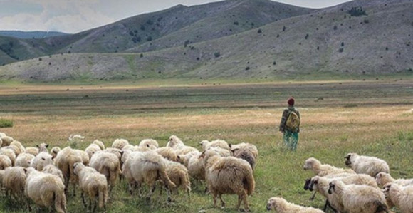 Poginuo dok je čuvao ovce