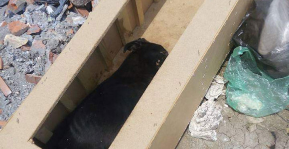 Strašan slučaj mučenja psa