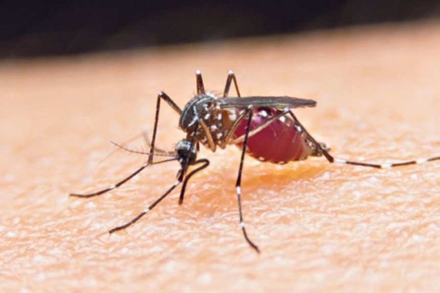 U Novom Sadu nađeni komarci sa virusom Zapadnog Nila