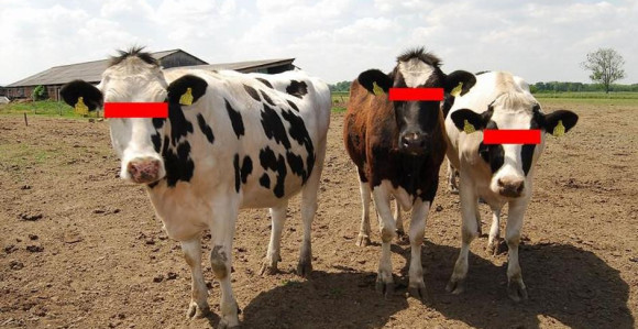 Krave uništile eksperiment?!